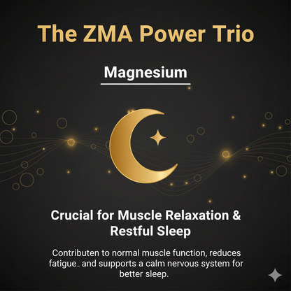 Muscle Reload ZMA graphic: Magnesium. Crucial for relaxation and restful sleep, supporting normal muscle function and a calm nervous system.