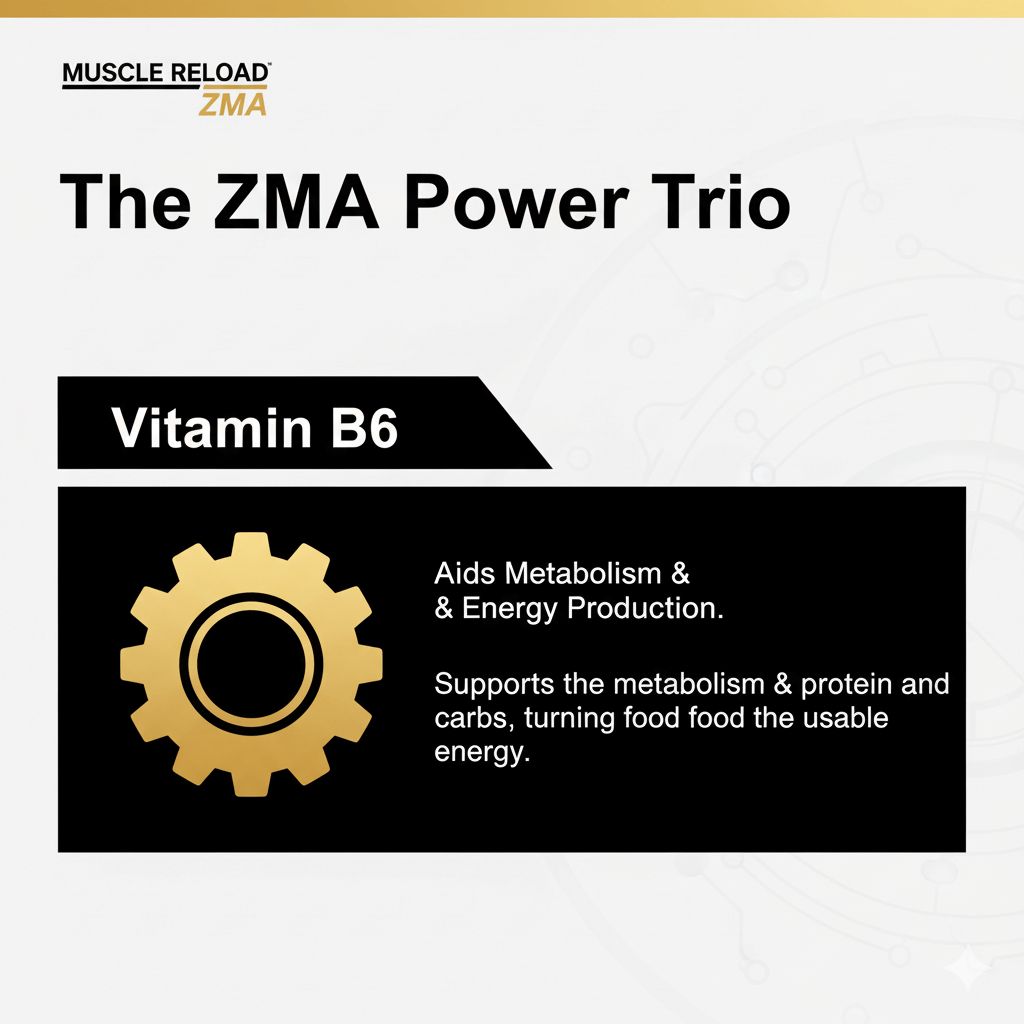 Muscle Reload ZMA graphic: Vitamin B6. Aids metabolism and energy production, supporting the metabolism of protein and carbohydrates.