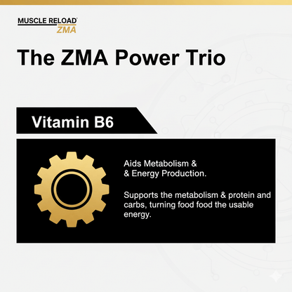 Muscle Reload ZMA graphic: Vitamin B6. Aids metabolism and energy production, supporting the metabolism of protein and carbohydrates.